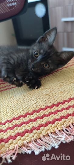 Котик ищет дом находится на временной передержке