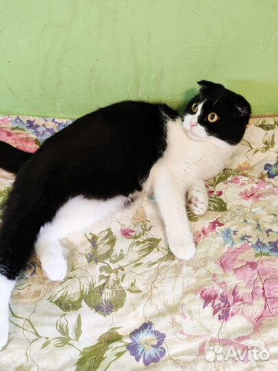 Кошка в добрые руки