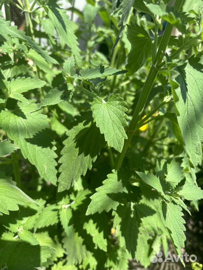 Мята свежая сорт махито, меллиса (лимонник )