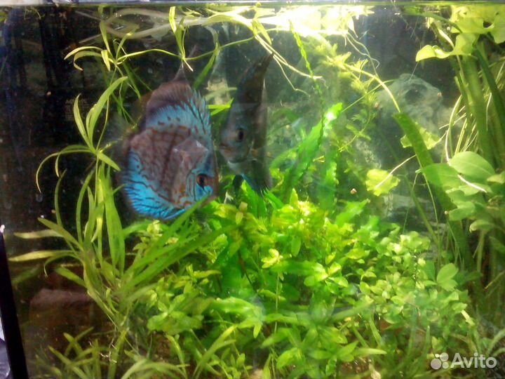 Аквариумные растения, аквариум 60 л