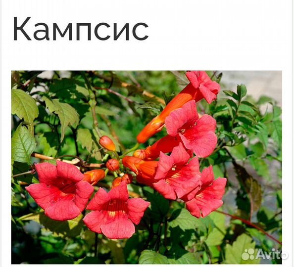 Растения для сада