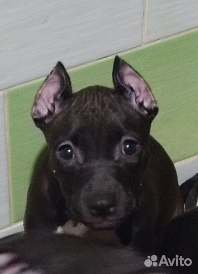 Щенки питбуля, не Прайтер