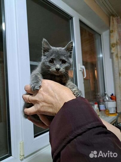 Кошечка мама русская голубая 5 месяцев