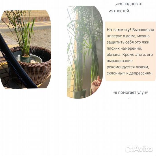 Циперус папирус