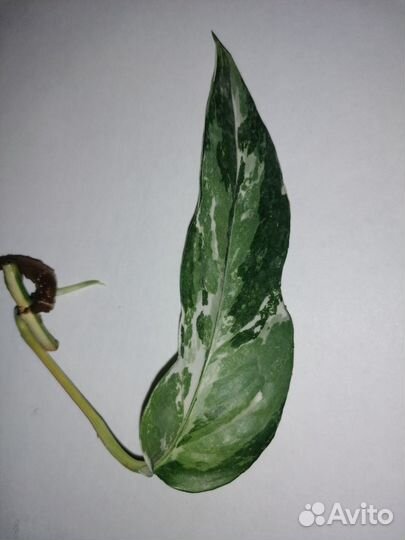 Эпипремнум пиннатум вайт