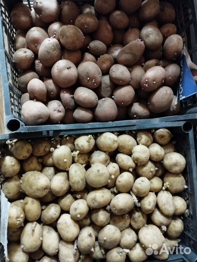 Картофель на посадку