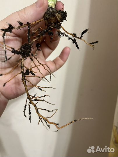 Сансевиерия сортовая