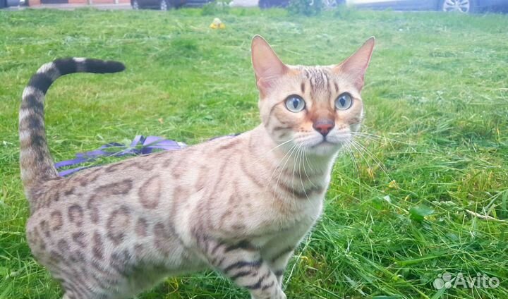 Бенгальская кошка