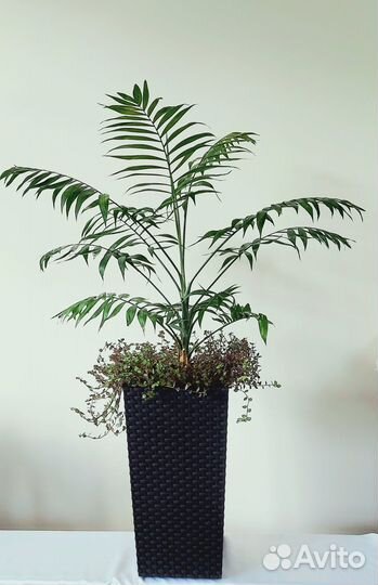 Циперус Драцена Хавортия Хлорофитум Комнатные цвет