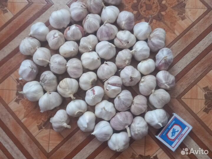 Чеснок на посадку