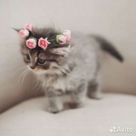 Передержка животных