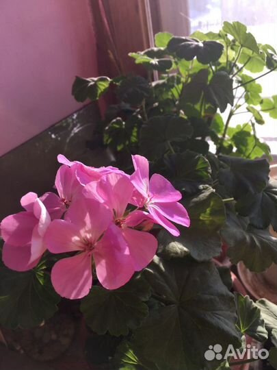 Пеларгония герань