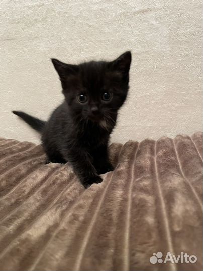 Отдам котят в дорые руки
