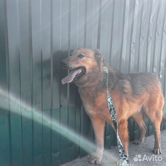 Лисенок ищет дом