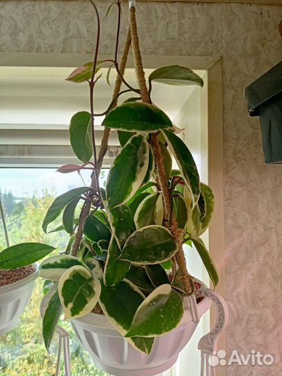 Хойя, Дисхидия и другие