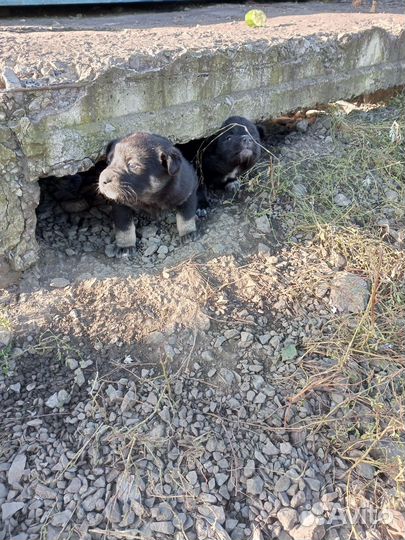 Щенок в добрые руки