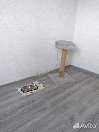 Домашняя гостиница для кошек