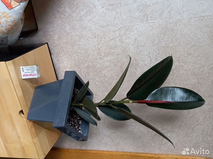 Фикус эластика Чёрный принц