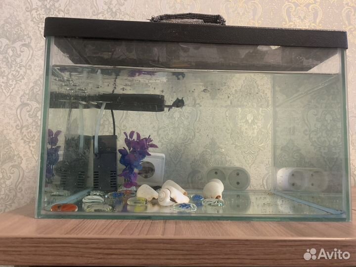 Рыбка петушок самец и 2 сомика