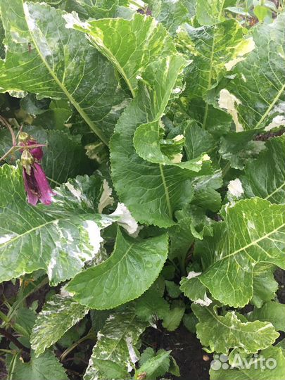 Хрен вариеганта