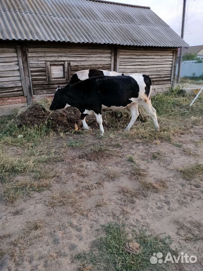 Телка