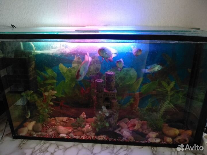 2 аквариума с рыбками