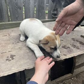 Восточно сибирская лайка