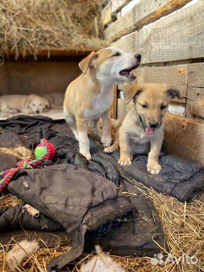 Щенки в добрые руки
