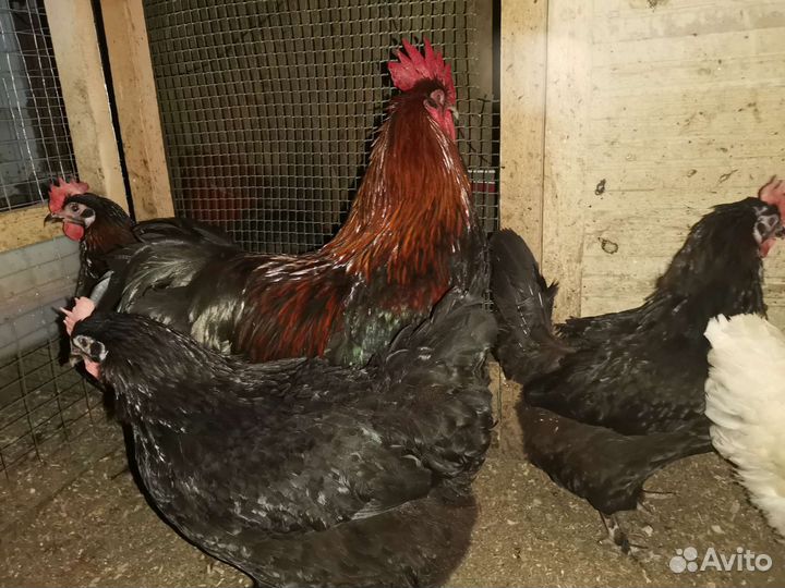 Инкубационное яйцо черно-медного марана