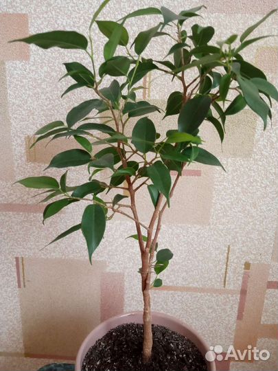 Фикус бенджамина