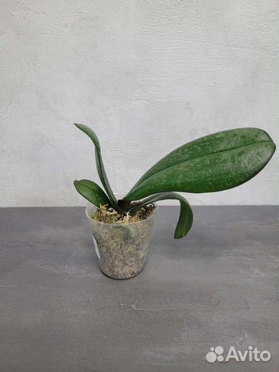 Орхидея Джамбалая