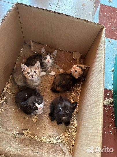 Котята в добрые руки бесплатно