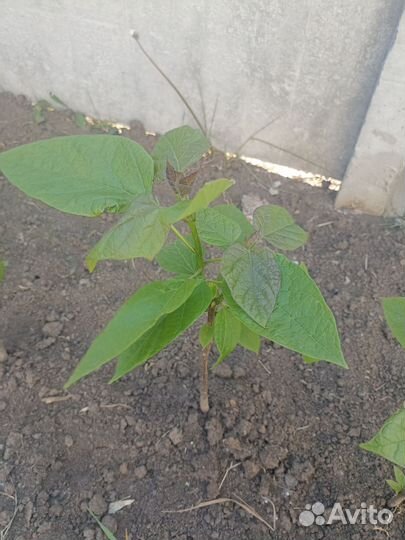 Катальпа саженцы