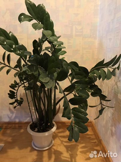 Замиокулькас