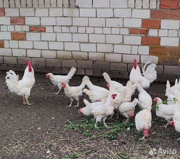 Инкубационное яйцо кур