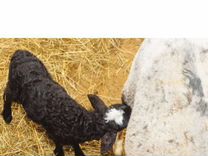 Ягнята 2 месяца. Жирохвостики порода овец. Каракульный ягненок. Два месяца ягненок. Три ягненка.