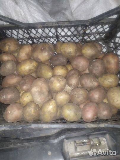 Продам картофель