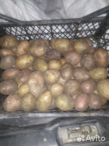 Продам картофель