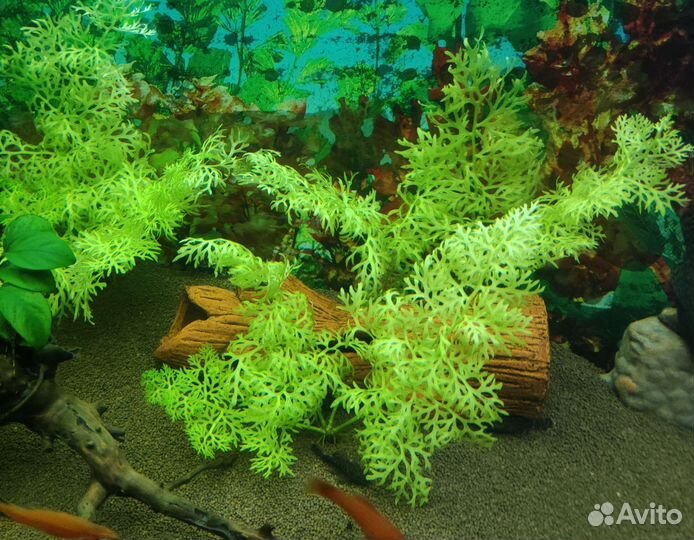 Рыба, растения, корма, улитки в Весёлом