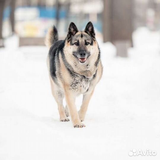 Собака мечта в добрые руки