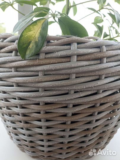 Кашпо из ротанга. Уличное кашпо