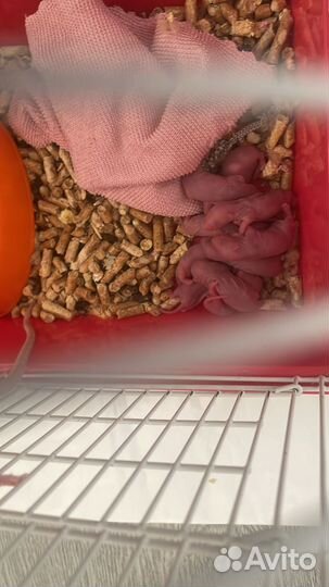 Крыса дамбо