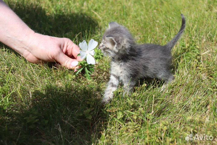 Котенок в добрые руки