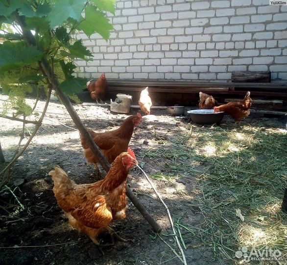 Куры несушки