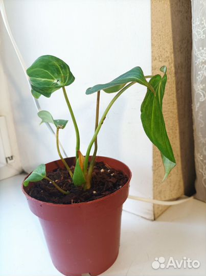 Филодендроны, замиокулькас Зензи, гипоэстес и др