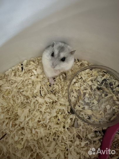 Шиншилы,сирийские хомяки, джунгарские,белки дегу