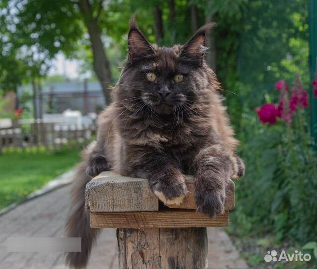 Мейн кун Бука