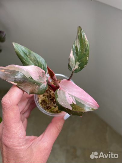 Филодендрон розовая принцесса