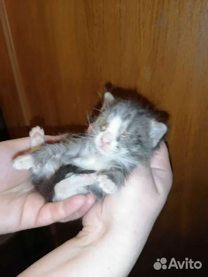 Котята с больными глазами