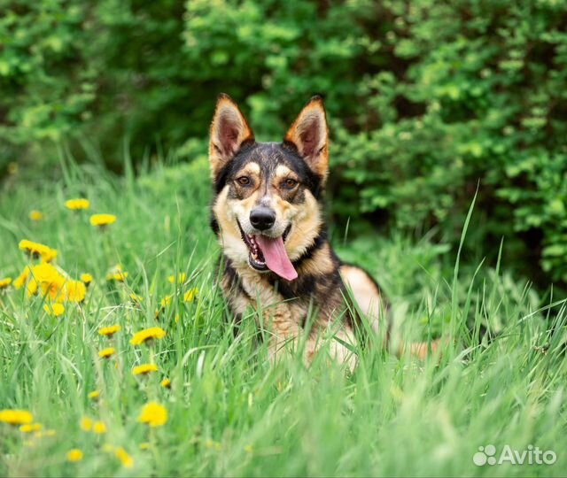 Собака метис хаски в дар